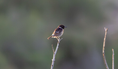 European Stonechat