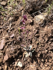 Streptanthus hispidus