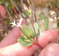 Guardiola platyphylla