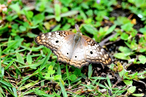 White Peacock