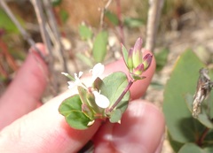 Guardiola platyphylla