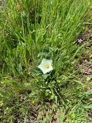 Calystegia subacaulis