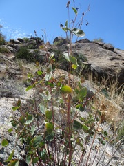 Guardiola platyphylla