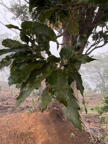 Quercus corrugata - Foliage in fog-immersed cloud forest habitat