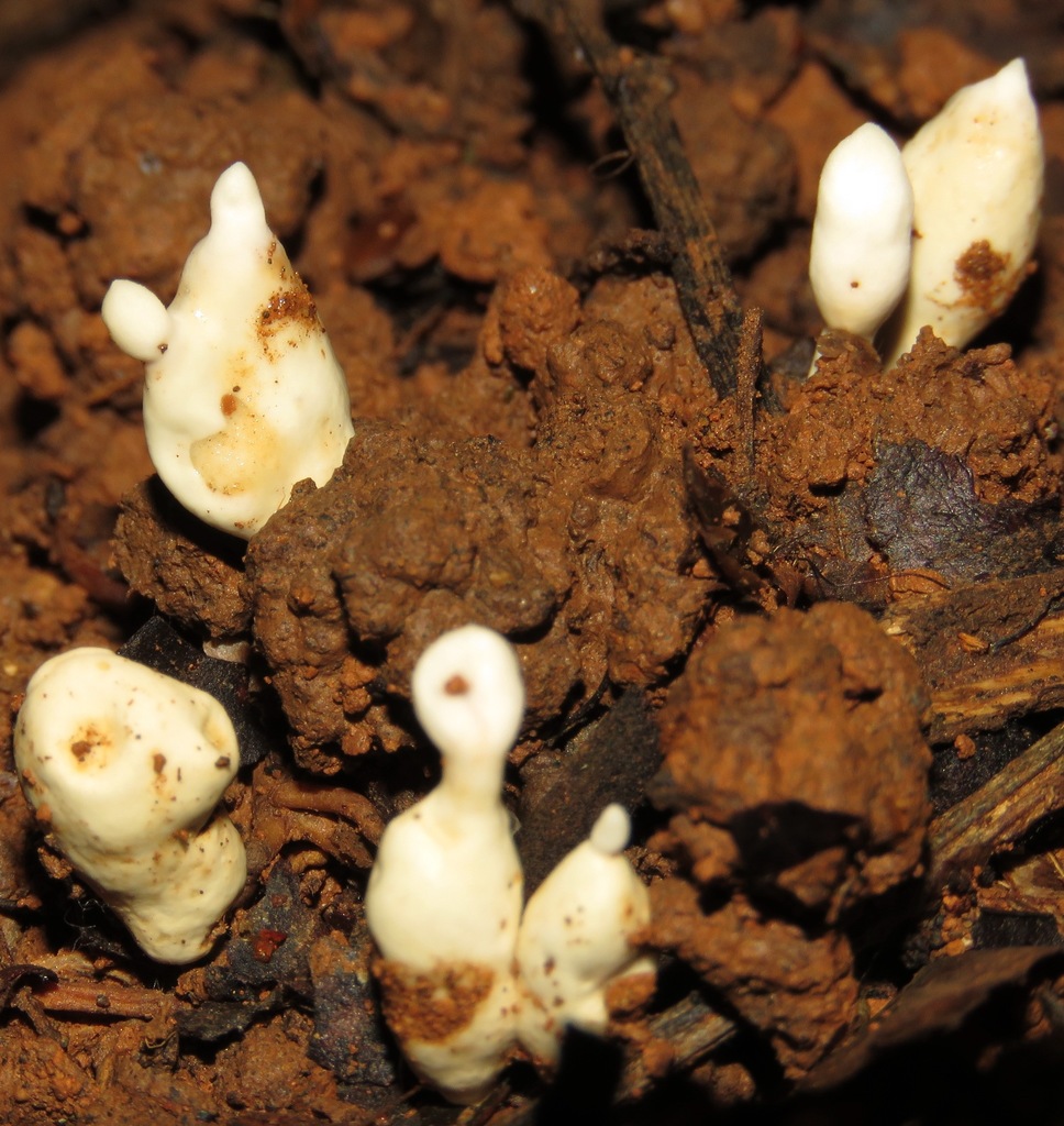 Myrmecopterula