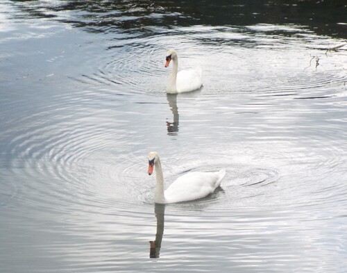 Mute Swan