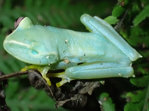 White-fronted Treefrog