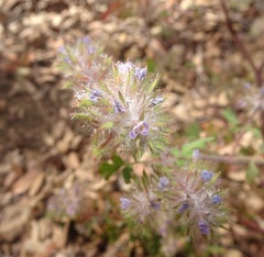 Phacelia cryptantha