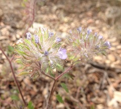 Phacelia cryptantha