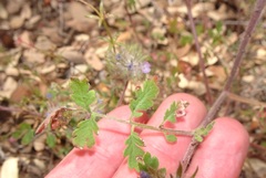 Phacelia cryptantha