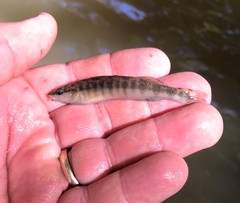 Percina nigrofasciata