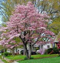 Cornus florida rubra