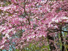 Cornus florida rubra