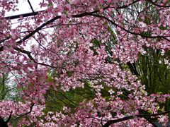 Cornus florida rubra