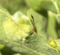 Andricus pedicellatus