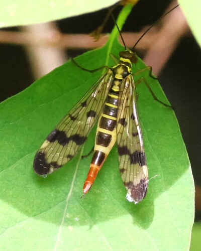 Common European Scorpionfly