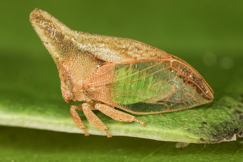 Lycoderides luteus