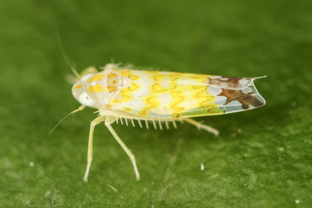 Protalebrella quarta