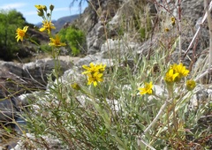 Coreocarpus arizonicus