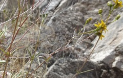 Coreocarpus arizonicus