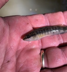 Percina nigrofasciata