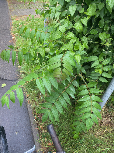 tree-of-heaven