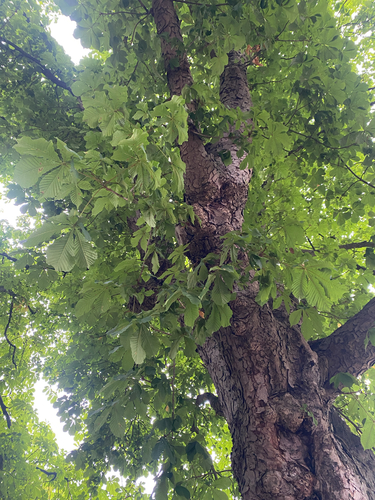 horse-chestnut