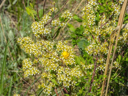 Iberian Spirea