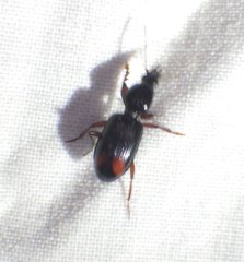 Ardistomis obliquata