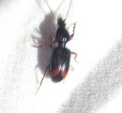 Ardistomis obliquata