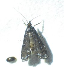 Langessa nomophilalis