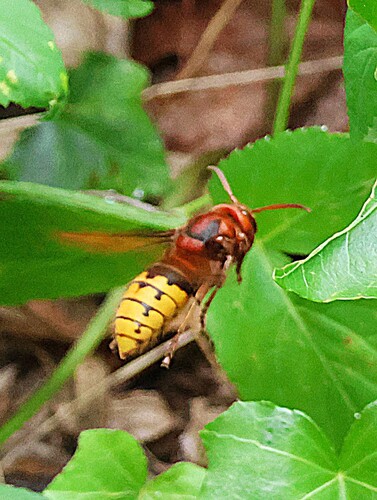 European Hornet