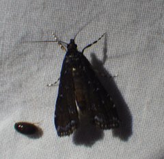 Langessa nomophilalis