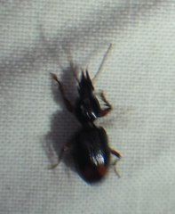 Ardistomis obliquata