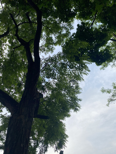 black locust