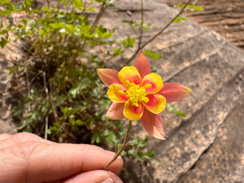 Aquilegia micrantha, photograph 6