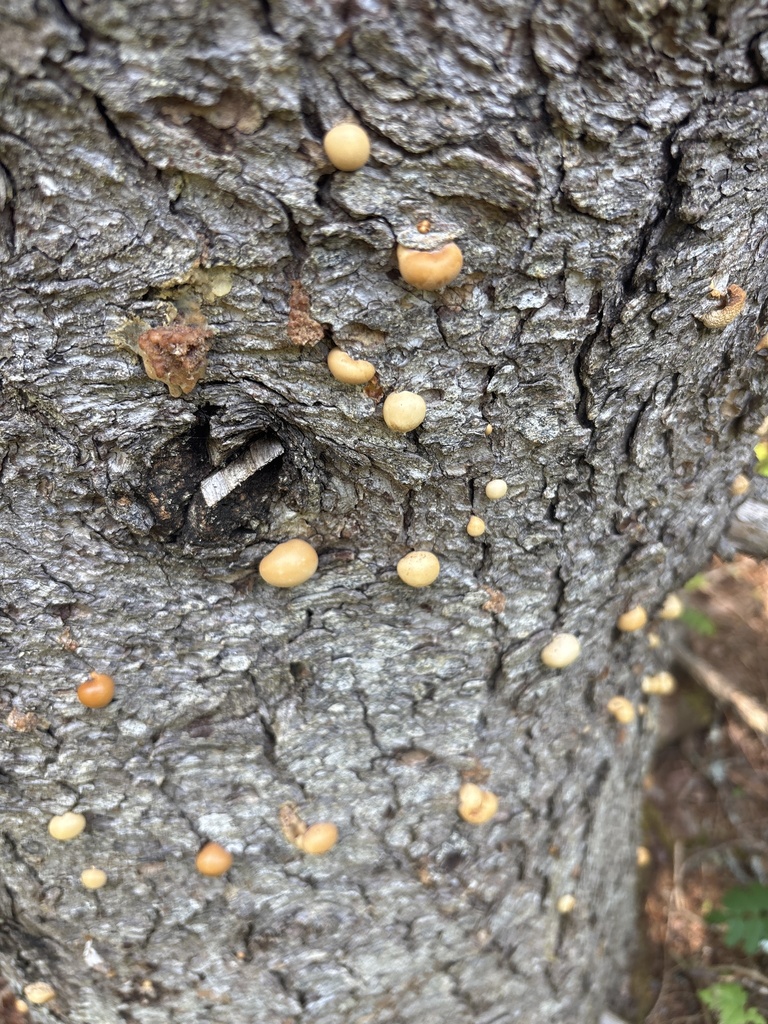 Veiled Polypore · June 2026 · photo: Photo: (c) scaup, some rights reserved (CC BY) · iNaturalist