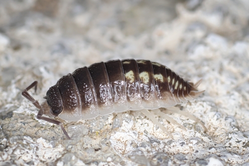 Yellow Dot Isopod