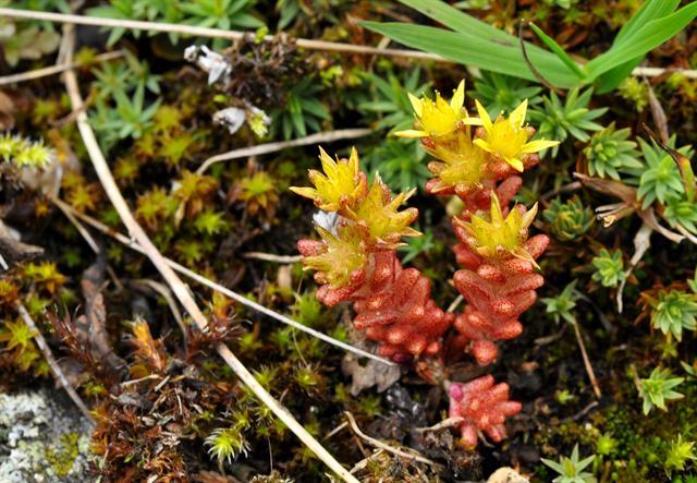 Sedum annuum