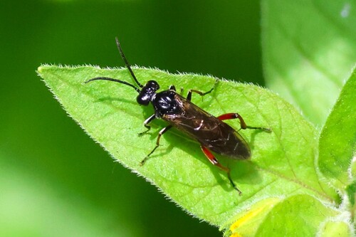 Macrophya sanguinolenta