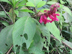 Salvia tortuosa