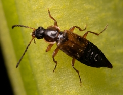 Pelecomalium testaceum