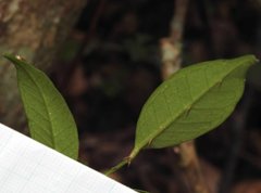Zanthoxylum nitidum