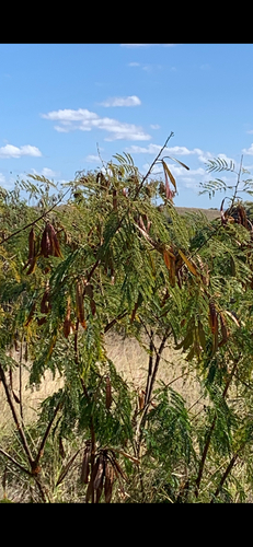 White leadtree