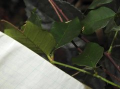 Zanthoxylum nitidum