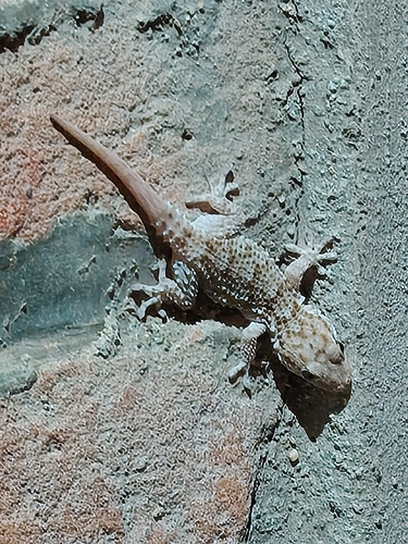 Moorish Gecko