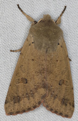 Orthosia pacifica