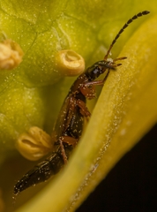 Pelecomalium testaceum