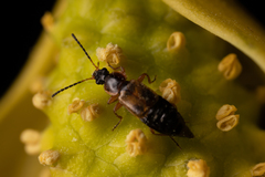 Pelecomalium testaceum