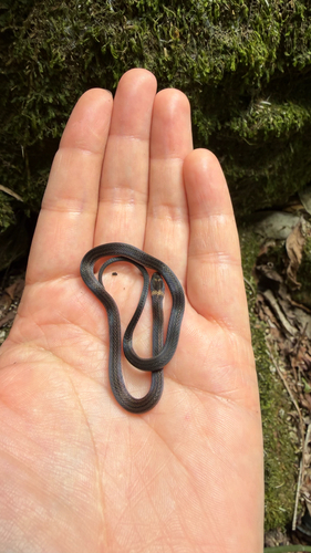 Cope's Tropical Ground Snake